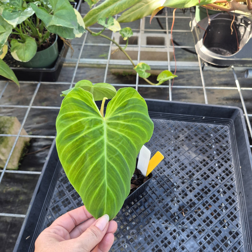 Philodendron Verrucosum Pseudoverrucosum Croat , Exact Plant Ships Nationwide