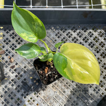 Load image into Gallery viewer, Philodendron Burle Marx, variegated, 2.5" Pot, Fedex 2 day*
