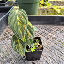 Load image into Gallery viewer, Philodendron Melanochrysum, Exact Plant Variegated Ships Nationwide
