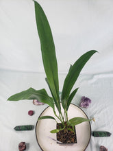 Load image into Gallery viewer, Anthurium Bakeri, Exact Plant

