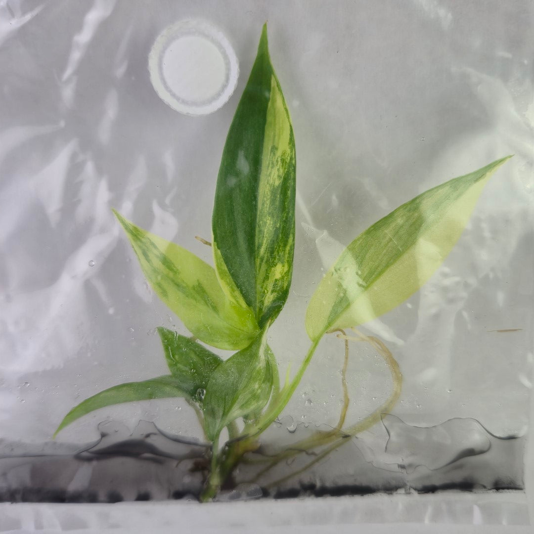 philodendron florida beauty tissue culture Philodendron Florida Beauty variegated tissue culture 2DayAir – Canopy Gems