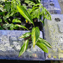 Load image into Gallery viewer, Epipremnum Amplissimum, Exact Plant Variegated Ships Nationwide
