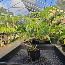 Load image into Gallery viewer, Philodendron Quercifolium, Exact Plant Ships Nationwide
