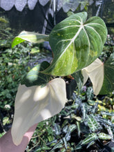 Load image into Gallery viewer, Philodendron Gloriosum variegated type 2, 4" pot, Fedex 2day*
