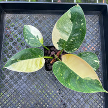 Load image into Gallery viewer, Philodendron Green Congo Nuclear, Exact Plant Variegated
