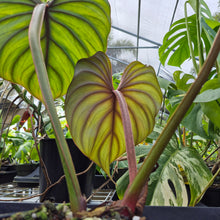 Load image into Gallery viewer, Philodendron Plowmanii, Exact Plant Ships Nationwide
