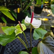 Load image into Gallery viewer, Anthurium Andraeanum White Heart, Exact Plant
