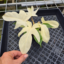 Load image into Gallery viewer, Philodendron Florida Ghost, Exact Plant Ships Nationwide

