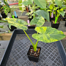 Load image into Gallery viewer, Alocasia Gageana Aurea, Exact Plant Variegated Ships Nationwide
