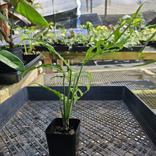 Load image into Gallery viewer, Monstera Obliqua Peru, Exact Plant Ships Nationwide
