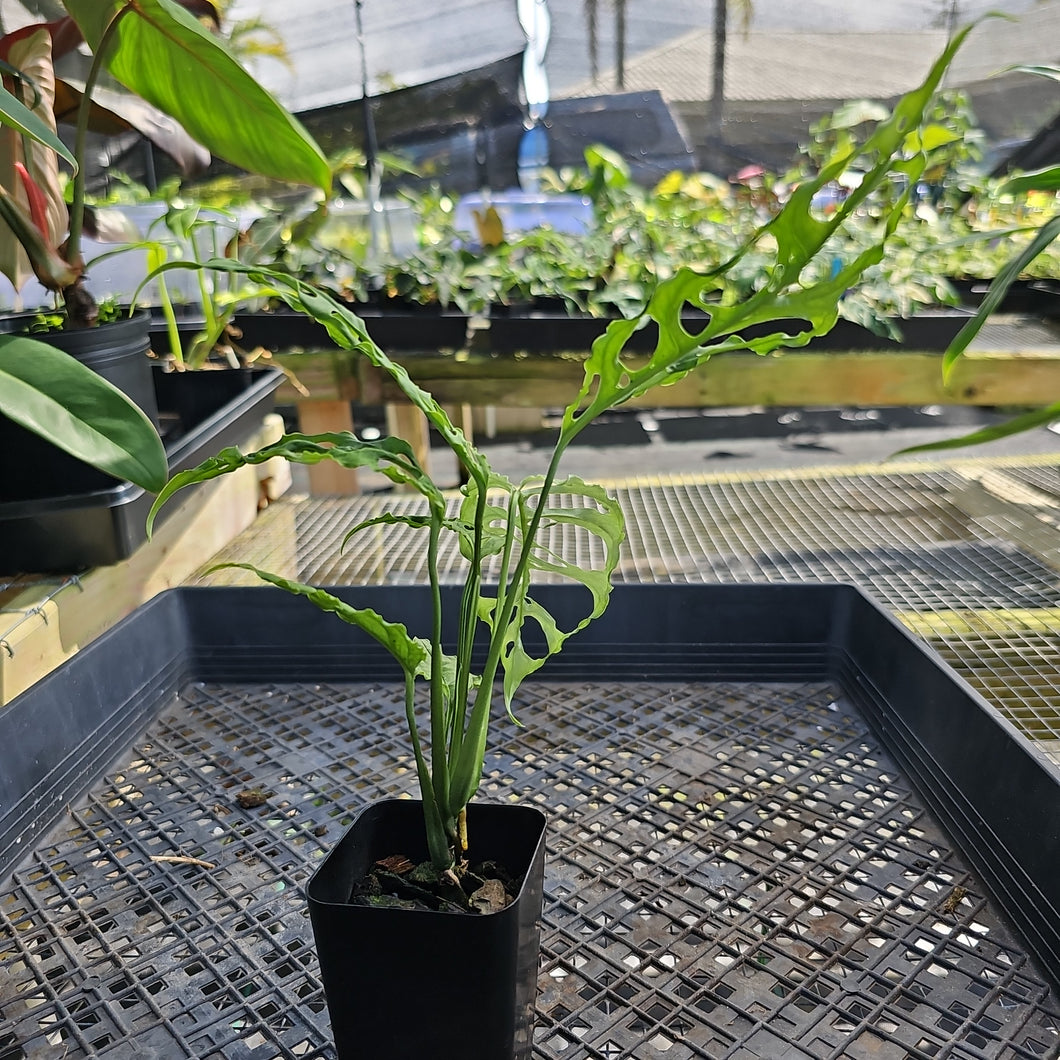 Monstera Obliqua Peru, Exact Plant Ships Nationwide