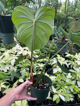 Load image into Gallery viewer, Philodendron Pastazanum 6" pot, Fedex 2day
