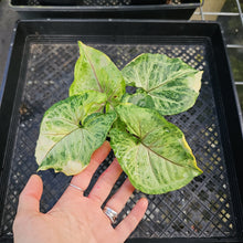 Load image into Gallery viewer, Syngonium Mango Allusion, Orm Thong, Exact Plant Variegated Ships Nationwide
