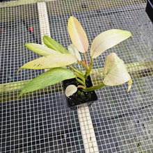Load image into Gallery viewer, Philodendron Whipple Way, Exact Plant Variegated Ships Nationwide
