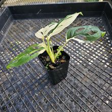 Load image into Gallery viewer, Monstera Adansonii Laniata Albo, Exact Plant Variegated Ships Nationwide
