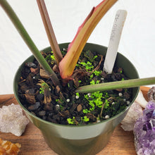 Load image into Gallery viewer, Philodendron Florida Bronze, Exact Plant
