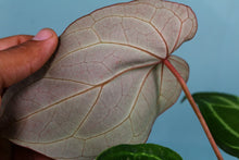 Load image into Gallery viewer, Anthurium Crystallinum x Magnificum Exact Plant Ships Nationwide
