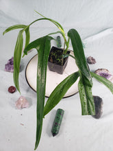 Load image into Gallery viewer, Holtonianum, exact plant, Philodendron, ships nationwide
