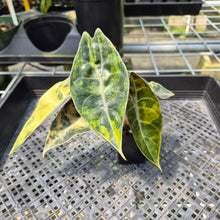 Load image into Gallery viewer, Alocasia Sedenii Aurea Variegated exact plant, Fedex 2day*
