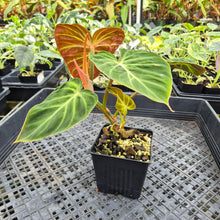 Load image into Gallery viewer, Philodendron Verrucosum Amazon Sunset exact plant, Fedex 2day*
