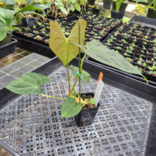 Load image into Gallery viewer, Anthurium Papillilaminum Fort Sherman X Ralph Lynam,Exact Plant Ships Nationwide
