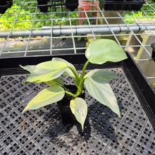 Load image into Gallery viewer, Philodendron Hastatum Silver Sword Variegated exact plant, Fedex 2day*
