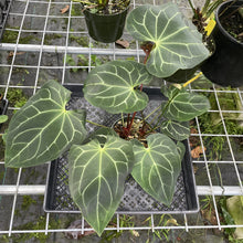 Load image into Gallery viewer, Anthurium Besseae Aff exact plant, Fedex 2day*
