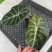 Load image into Gallery viewer, Alocasia Longiloba Grandis x Sanderiana 'Mark Campbell' exact plant, Fedex 2day*
