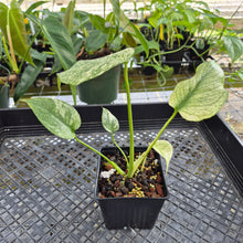 Load image into Gallery viewer, Monstera Deliciosa White Monster , Exact Plant Variegated Ships Nationwide
