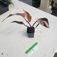 Load image into Gallery viewer, Philodendron Pink Princess, Exact Plant Variegated Ships Nationwide
