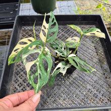 Load image into Gallery viewer, Monstera Adansonii Laniata Albo, Exact Plant Variegated Ships Nationwide
