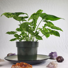 Load image into Gallery viewer, Syngonium Mojito Variegated 6&quot; pot, Fedex 2 day*
