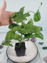 Load image into Gallery viewer, Mojito, Exact Plant, variegated Syngonium Podophyllum
