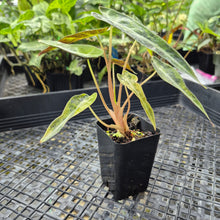 Load image into Gallery viewer, Alocasia Bambino, Exact Plant Variegated Ships Nationwide
