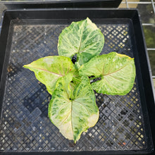 Load image into Gallery viewer, Syngonium Mango Allusion, Orm Thong, Exact Plant Variegated Ships Nationwide
