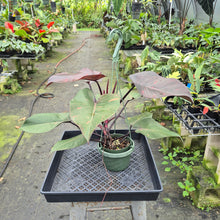 Load image into Gallery viewer, Philodendron Orange Princess Variegated exact plant, Fedex 2day*
