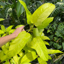 Load image into Gallery viewer, Philodendron Thai Sunrise Variegated 6" pot, Fedex 2day
