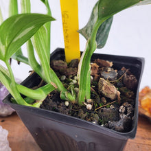 Load image into Gallery viewer, Monstera Standleyana Aurea Variegated 4&quot; pot, Fedex 2 day*
