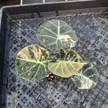 Load image into Gallery viewer, Alocasia Black Velvet Pink variegated exact plant, Fedex 2day*
