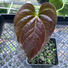 Load image into Gallery viewer, Anthurium Moodeanum, Exact Plant
