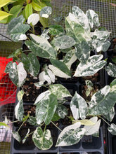 Load image into Gallery viewer, Alocasia Frydek Variegated 2.5" pot, Fedex 2day*
