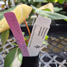Load image into Gallery viewer, Philodendron Gloriosum variegated, Exact Plant Ships Nationwide
