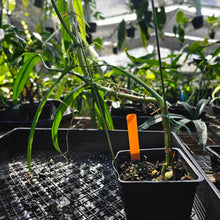 Load image into Gallery viewer, Philodendron Holtonianum, Exact Plant Ships Nationwide
