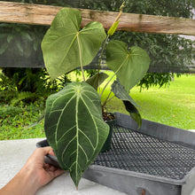 Load image into Gallery viewer, Anthurium Magnificum X AFF noid, exact plant, Fedex 2day*
