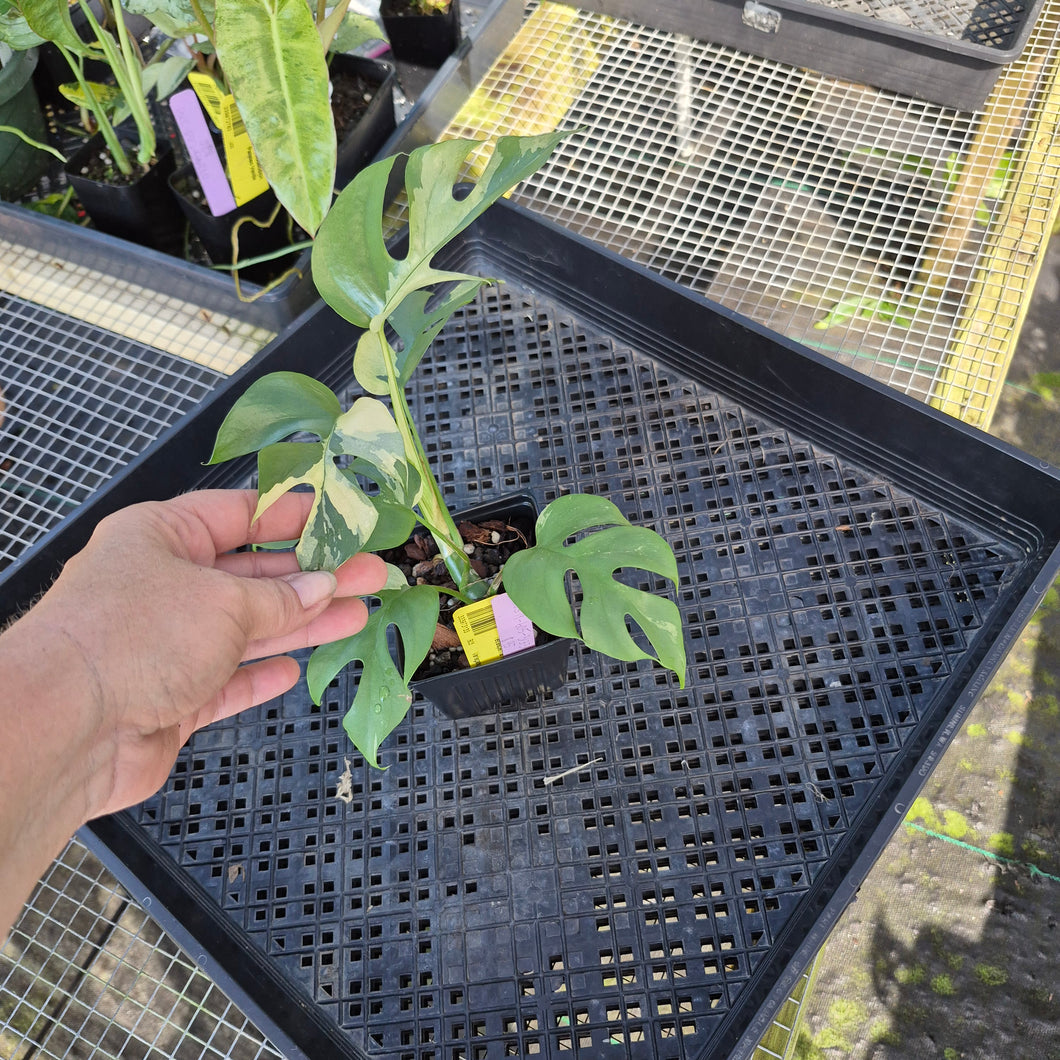 Rhaphidophora Tetrasperma Albo, Exact Plant Variegated Ships Nationwide