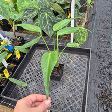 Load image into Gallery viewer, Monstera Burle Marx Flame, Exact Plant Ships Nationwide
