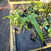 Load image into Gallery viewer, Philodendron Holtonianum, Exact Plant 4&#39;&#39; pot Ships Nationwide
