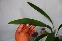 Load image into Gallery viewer, Anthurium Bakeri Exact Plant Ships nationwide

