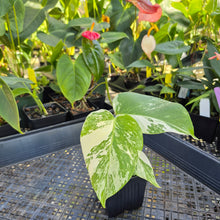 Load image into Gallery viewer, Monstera Borsigiana Albo Deliciosa, Exact Plant Variegated Ships Nationwide
