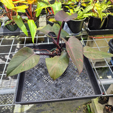 Load image into Gallery viewer, Philodendron Orange Princess, Exact Plant Variegated Ships Nationwide
